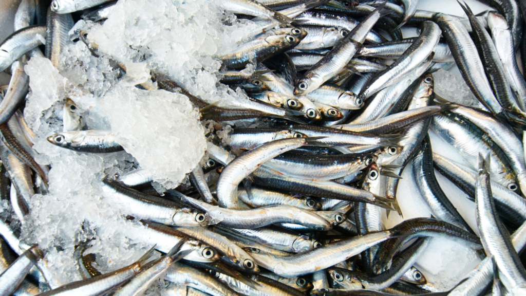 淡水魚釣樂必備：十大釣魚活餌及其挖掘技巧精解