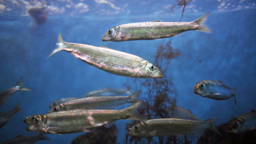 淡水魚釣樂必備：十大活餌及其挖掘技巧精解