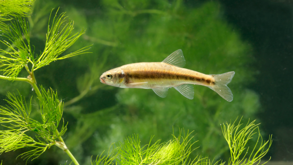 淡水魚釣樂必備：十大釣魚活餌及其挖掘技巧精解